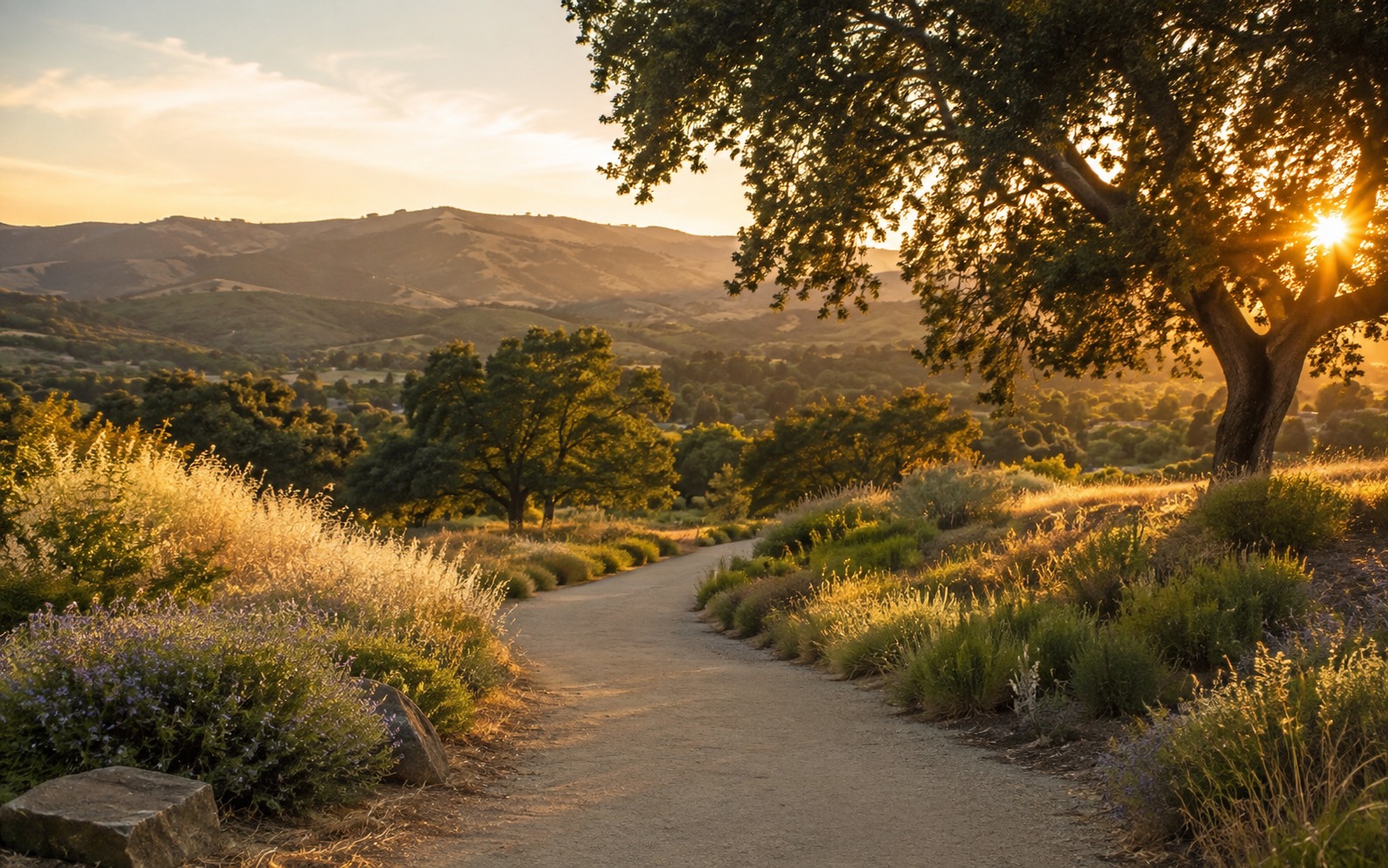 Golden-hour landscape with a pathway through oak trees and rolling hills near Gilroy
